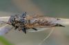 Eutolmus rufibarbis